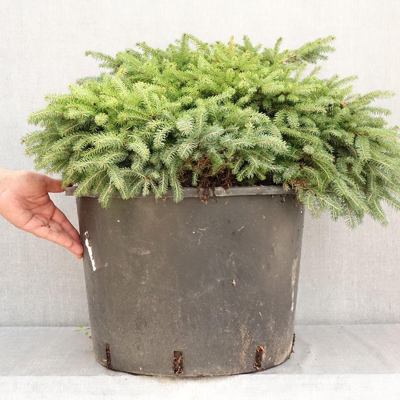 Exemplaar van Picea abies Zagwiżdże - Fijnspar Pot de 30L/35L zoals geleverd in de zomer
