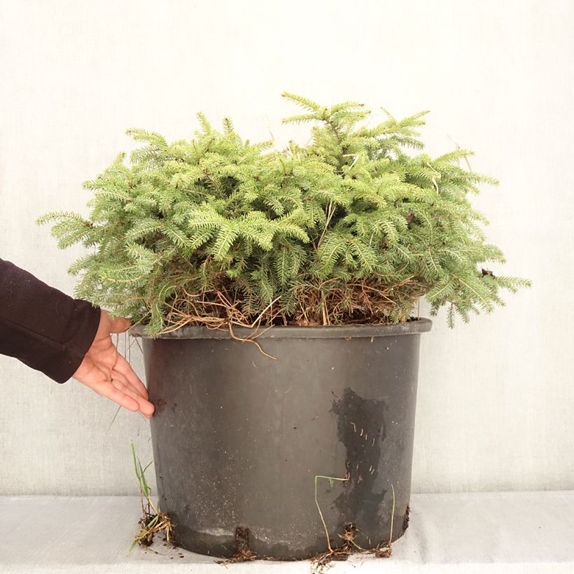 Example of Picea abies Zagwiżdże - Fijnspar Pot de 30L/35L as you get in hiver