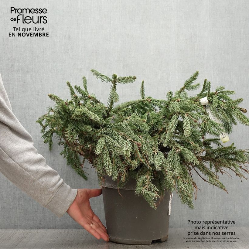 Exemplaar van Picea abies Acrocona - Fijnspar Pot van 3 l/4 l zoals geleverd in de herfst