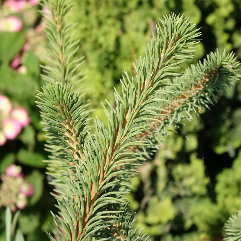 Picea abies Cranstonii - Fijnspar (Blad)