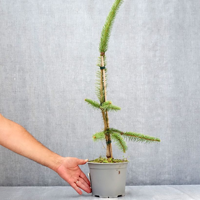 Exemplaar van Picea abies Cranstonii - Fijnspar Pot van 3 l/4 l zoals geleverd in de zomer