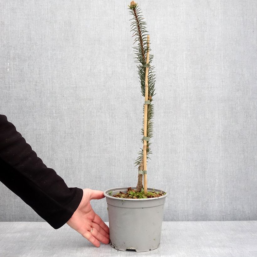Exemplaar van Epicéa commun - Picea abies Cranstonii Pot de 3L/4L zoals geleverd in de winter