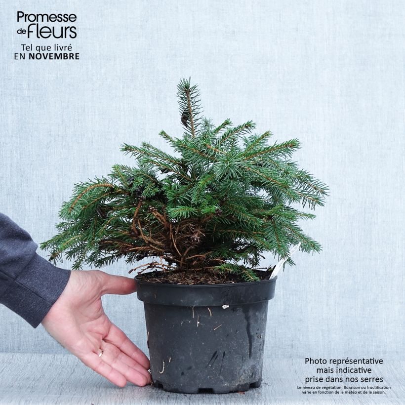 Exemplaar van Picea abies Maxwellii - Fijnspar Pot van 2 l/3 l zoals geleverd in de herfst