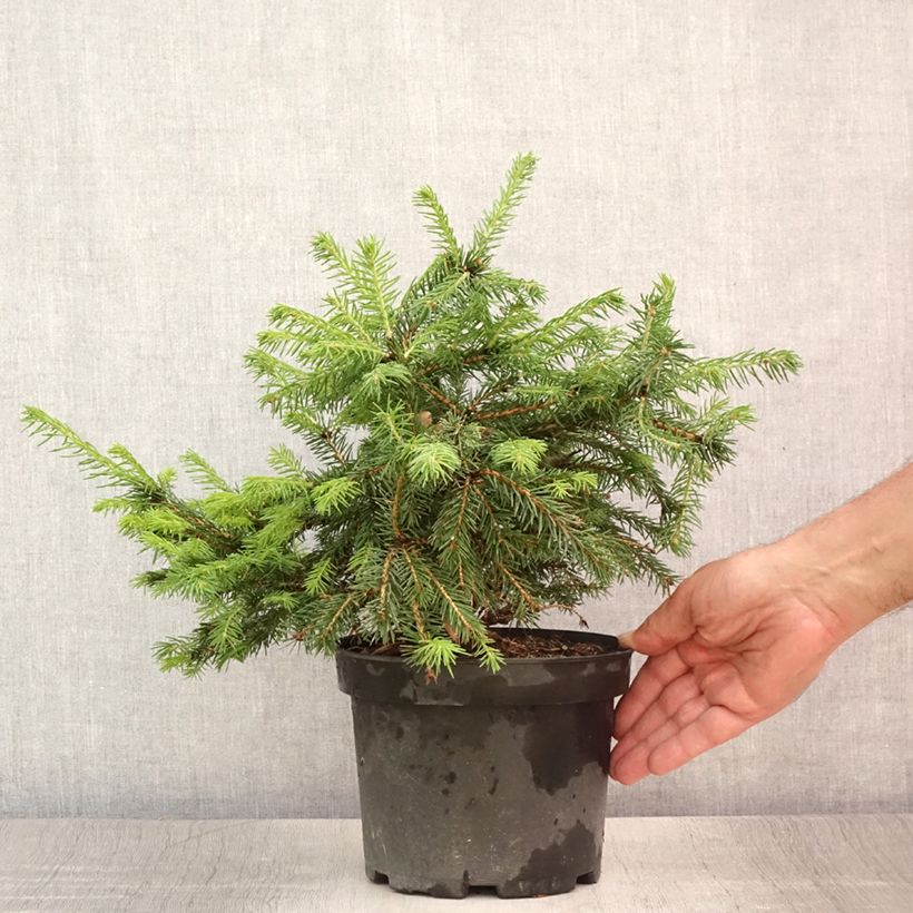 Exemplaar van Picea abies Maxwellii - Fijnspar Pot van 2 l/3 l zoals geleverd in de zomer