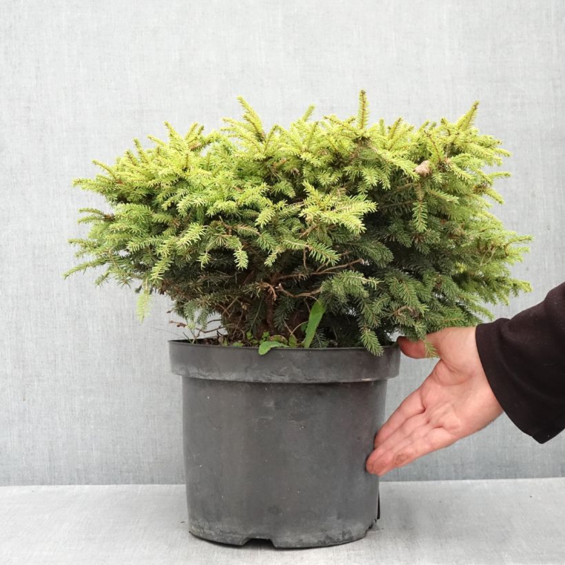 Exemplaar van Picea abies Nidiformis - Fijnspar Pot van 7,5 l/10 l zoals geleverd in de herfst