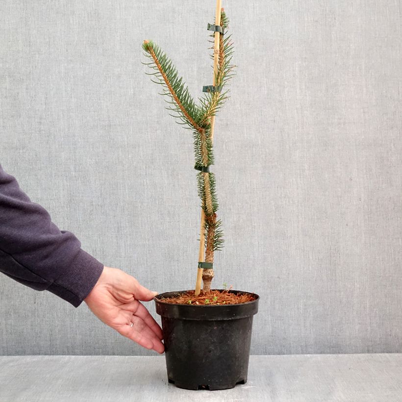 Exemplaar van Picea abies Virgata - Fijnspar Pot van 3 l/4 l zoals geleverd in de herfst