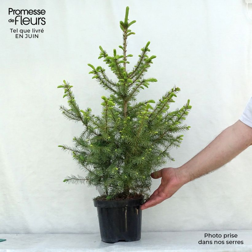 Exemplaar van Picea omorika Nana - Servische spar Pot van 2 l/3 l zoals geleverd in de zomer