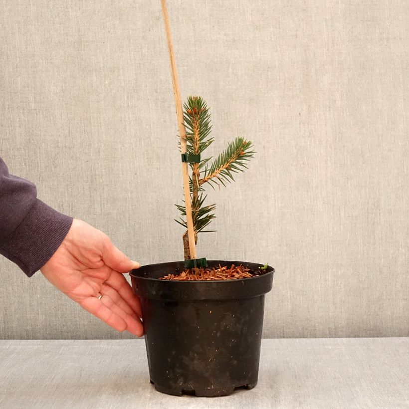 Exemplaar van Picea chihuahuana - Chihuahuana spar Pot van 3 l/4 l zoals geleverd in de lente