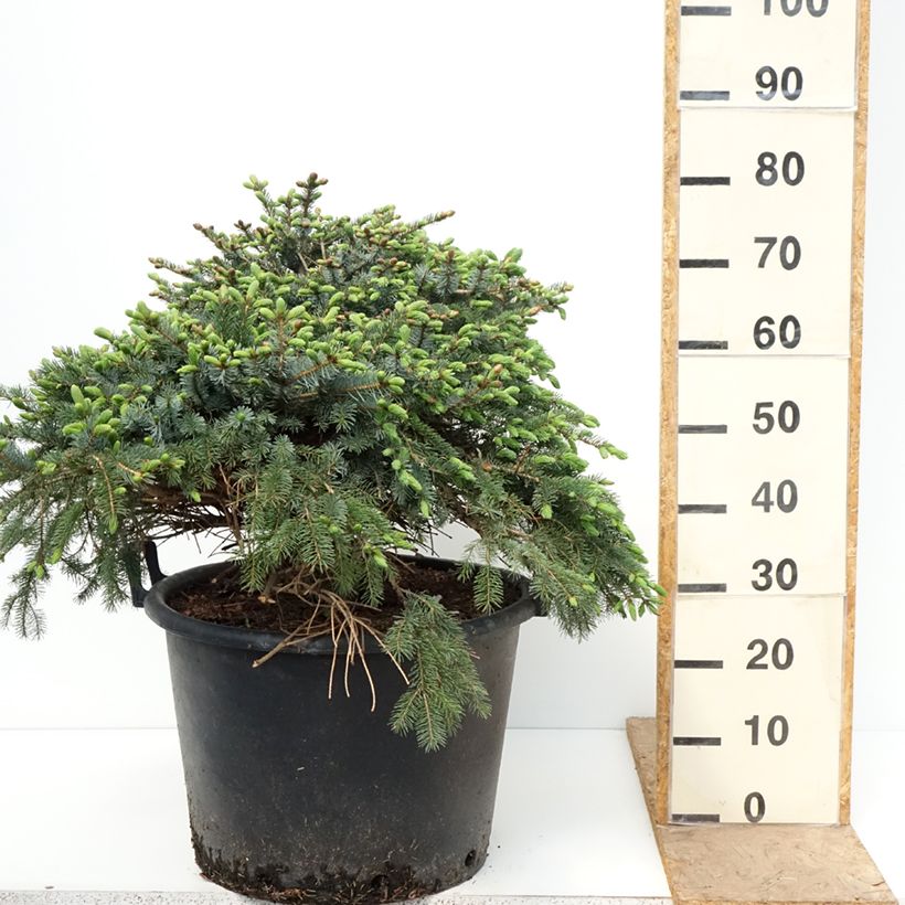 Exemplaar van Picea omorika Alexandra - Servische spar Pot de 30L/35L zoals geleverd in de lente