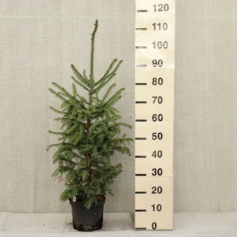 Exemplaar van Picea omorika Nana - Servische spar Pot van 2 l/3 l zoals geleverd in de herfst
