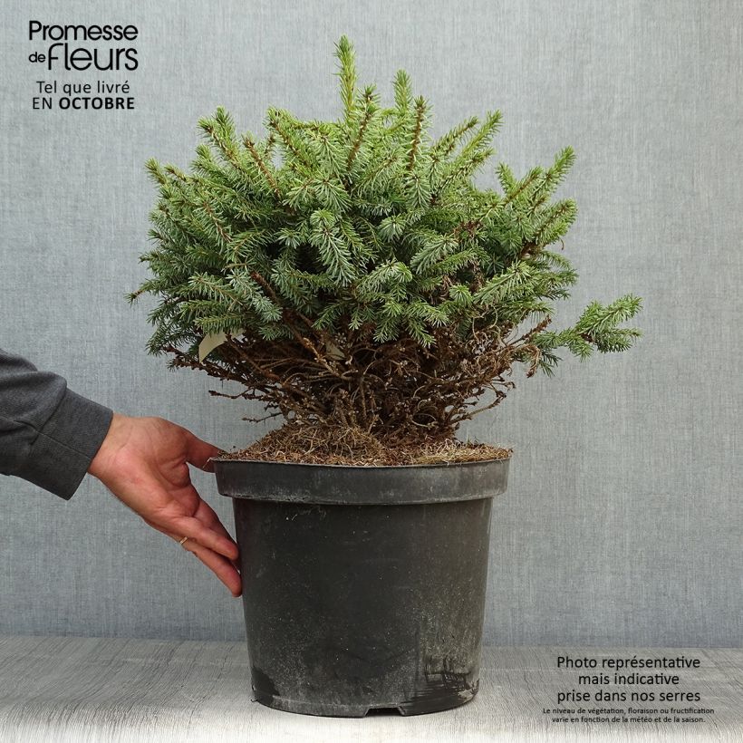 Exemplaar van Picea omorika Nana - Servische spar Pot van 7,5 l/10 l zoals geleverd in de herfst