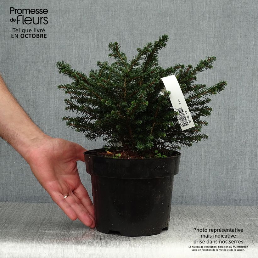 Exemplaar van Picea omorika Karel - Servische spar Pot van 2 l/3 l zoals geleverd in de herfst