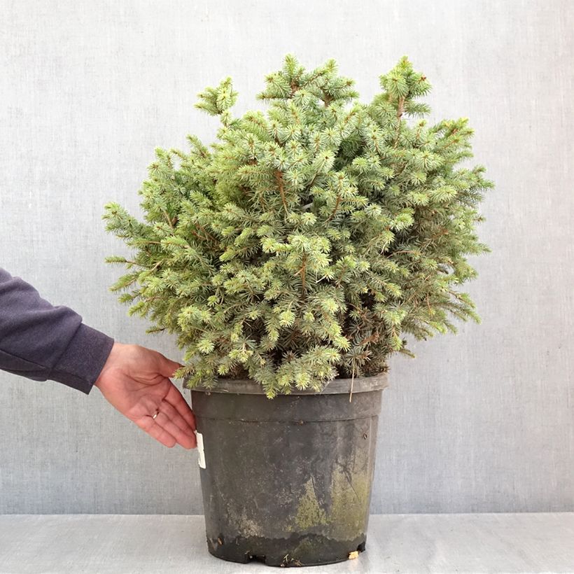 Exemplaar van Picea sitchensis Tenas - Sitkaspar Stuk zoals geleverd in de herfst