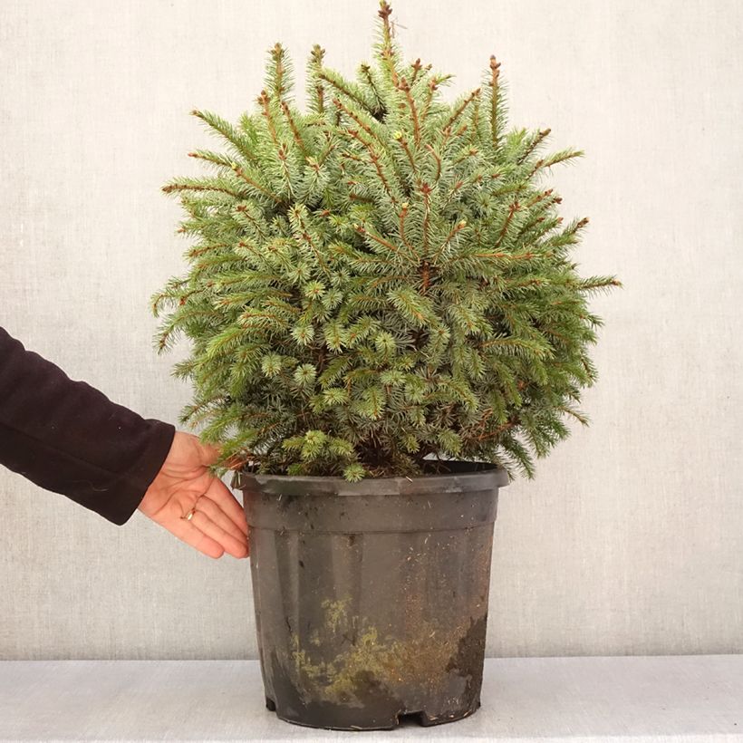 Exemplaar van Picea sitchensis Tenas - Sitkaspar Stuk zoals geleverd in de lente