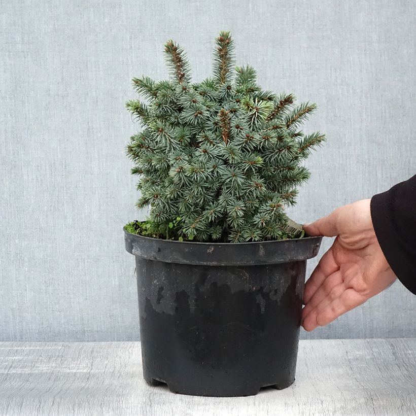 Exemplaar van Picea sitchensis Midget - Sitkaspar Pot van 4 l/5 l zoals geleverd in de herfst