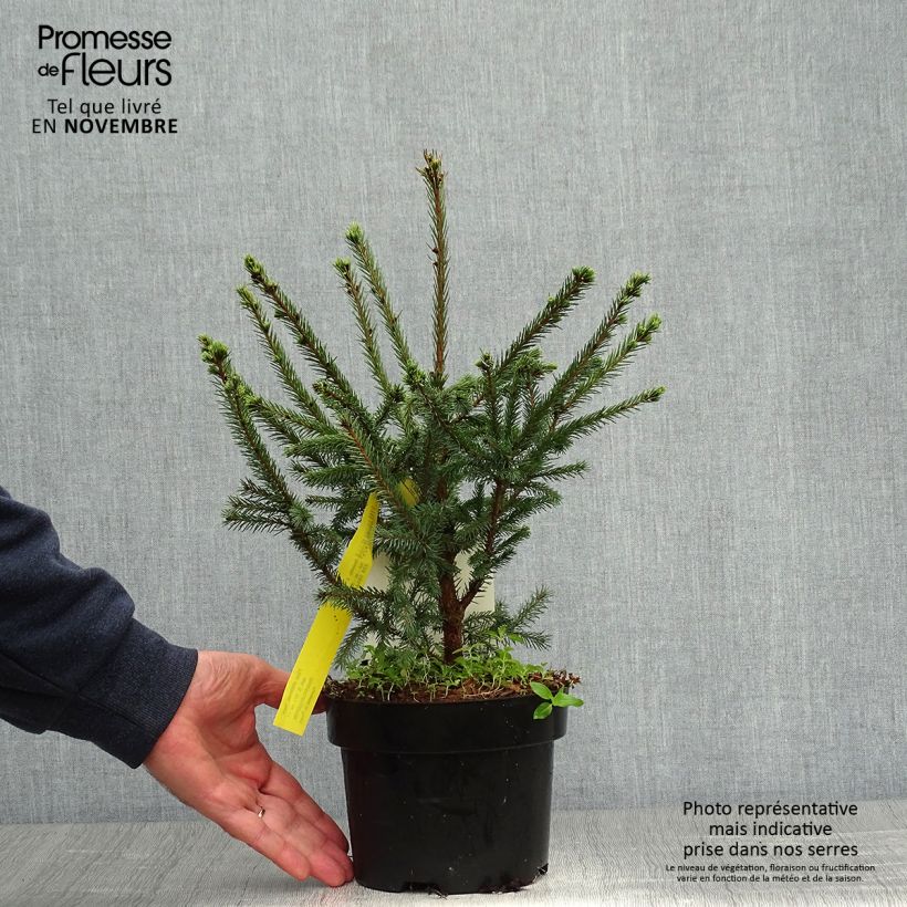 Exemplaar van Picea sitchensis Nana - Sitkaspar Pot van 2 l/3 l zoals geleverd in de herfst
