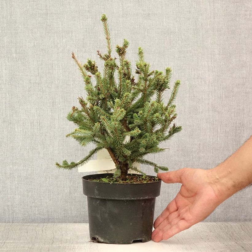 Exemplaar van Picea sitchensis Nana - Sitkaspar Pot van 2 l/3 l zoals geleverd in de zomer