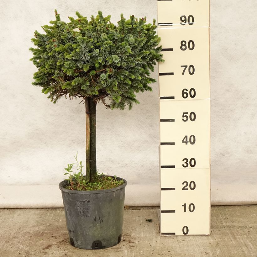 Exemplaar van Picea sitchensis Silberzwerg - Sitkaspar Pot van 12 l/15 l, Stengel zoals geleverd in de zomer