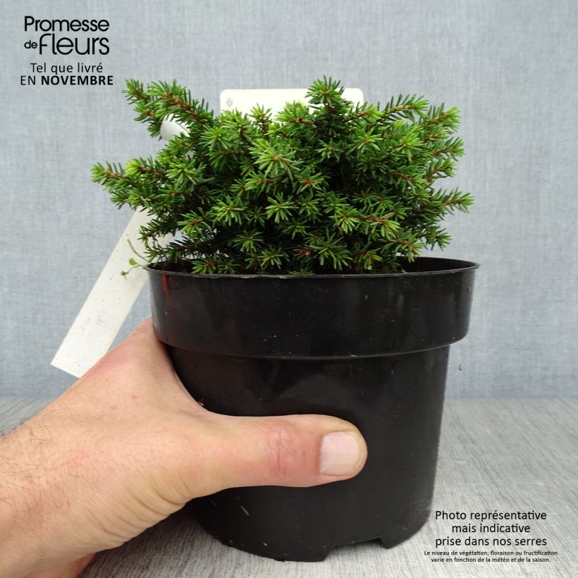 Exemplaar van Picea abies Little Gem - Fijnspar Pot van 2 l/3 l zoals geleverd in de herfst