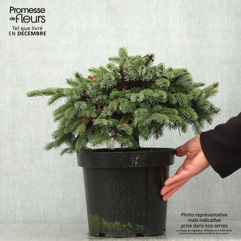 Exemplaar van Picea omorika Machala - Servische spar Pot van 4 l/5 l zoals geleverd in de herfst