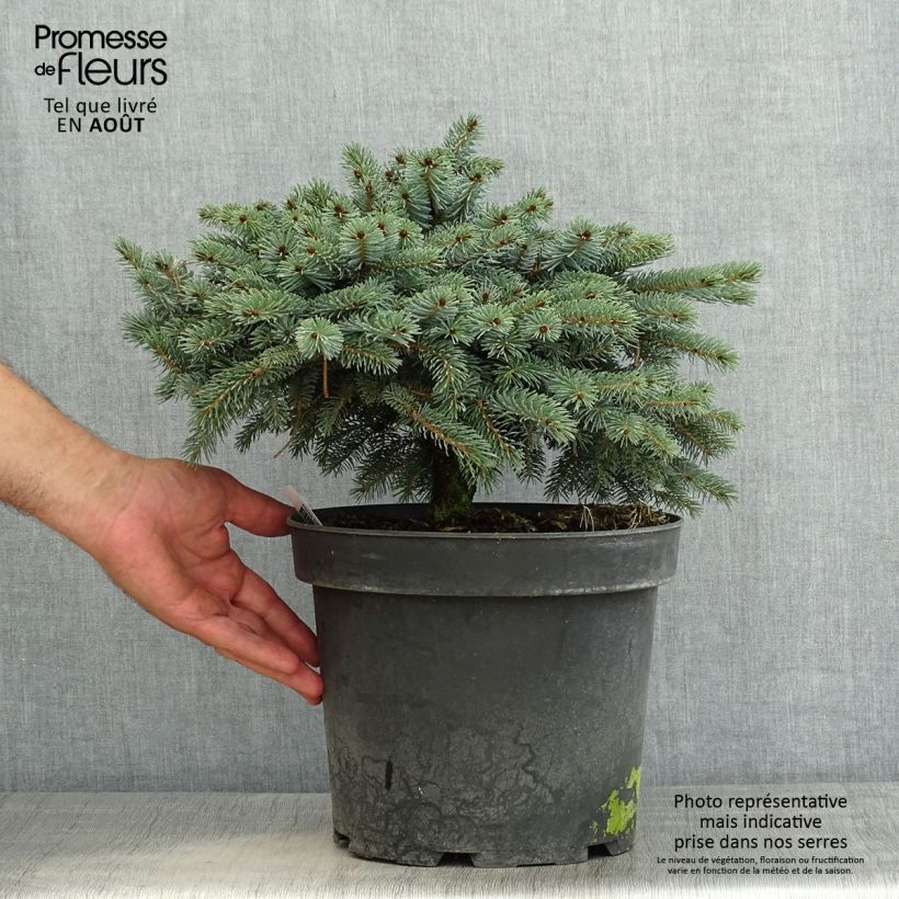 Exemplaar van Picea omorika Machala - Servische spar Pot van 4 l/5 l zoals geleverd in de zomer