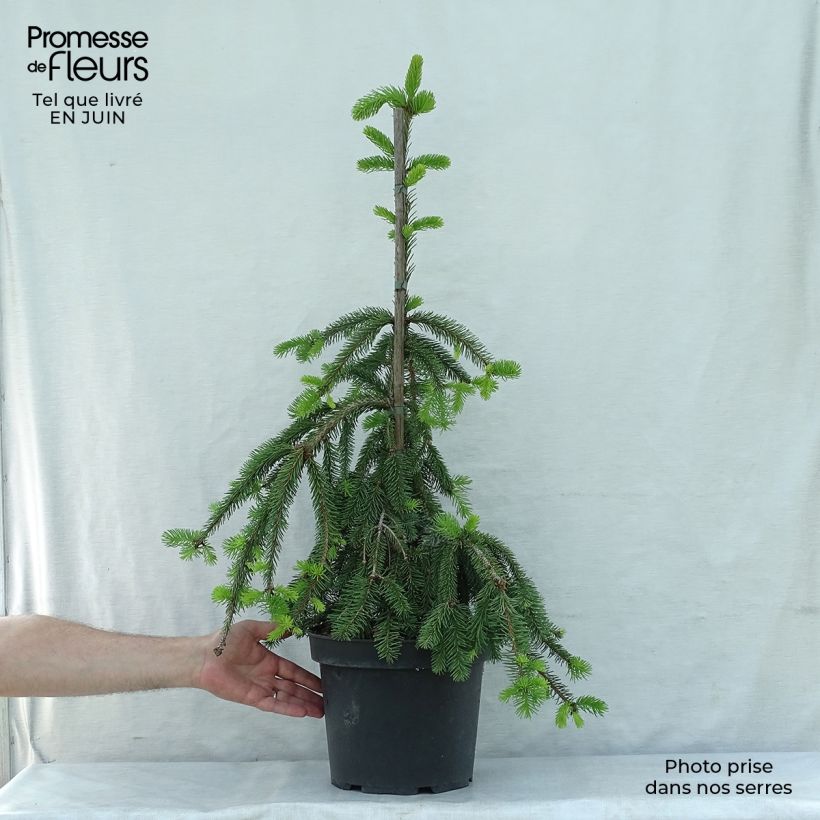 Exemplaar van Picea abies Inversa - Fijnspar Stuk zoals geleverd in de zomer
