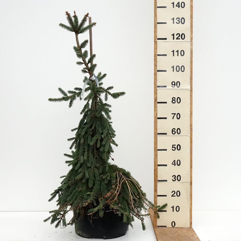 Exemplaar van Picea abies Inversa - Fijnspar Stuk zoals geleverd in de herfst