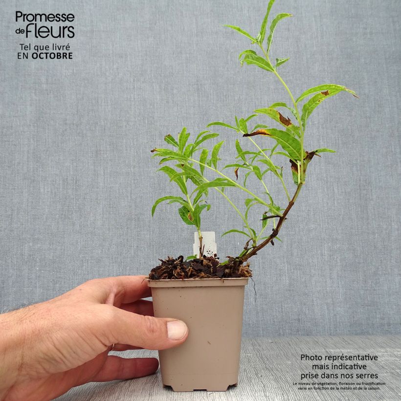 Exemplaar van Epilobium angustifolium Wit - Wilgenroosje Kweekpotje van 8/9 cm zoals geleverd in de herfst