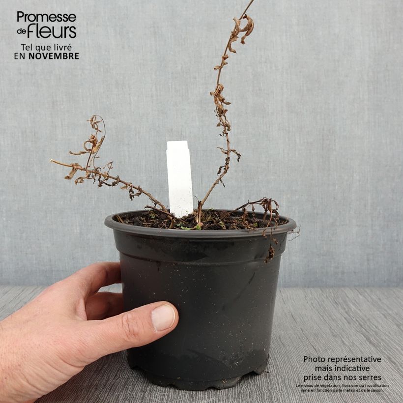 Exemplaar van Epilobium angustifolium Wit - Wilgenroosje Pot van 2 l/3 l zoals geleverd in de herfst