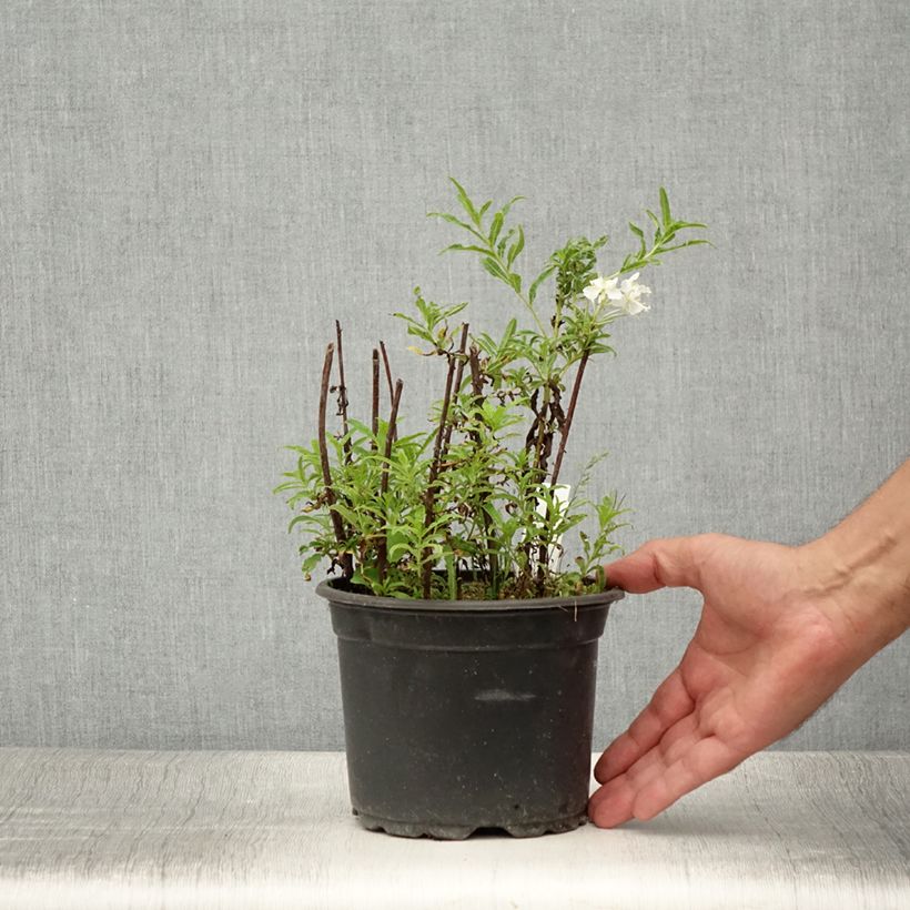 Exemplaar van Epilobium angustifolium Wit - Wilgenroosje Pot van 2 l/3 l zoals geleverd in de zomer