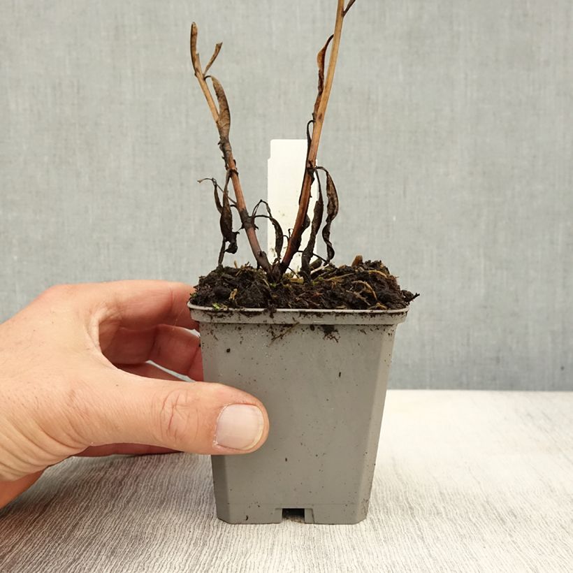 Exemplaar van Epilobium angustifolium - Wilgenroosje Kweekpotje van 8/9 cm zoals geleverd in de herfst