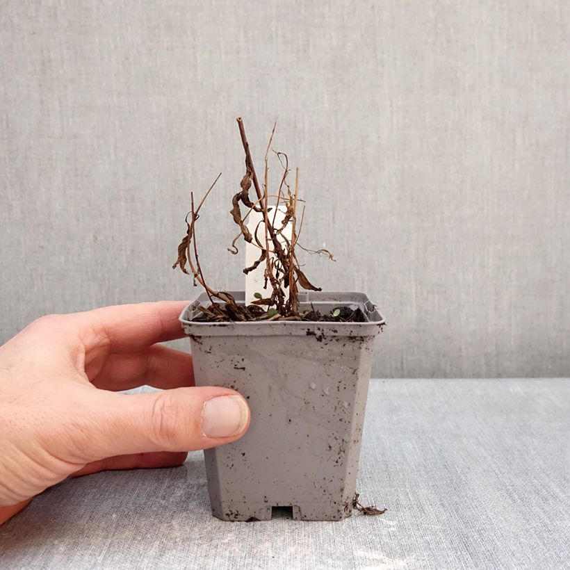 Exemplaar van Epilobium angustifolium - Wilgenroosje Kweekpotje van 8/9 cm zoals geleverd in de winter