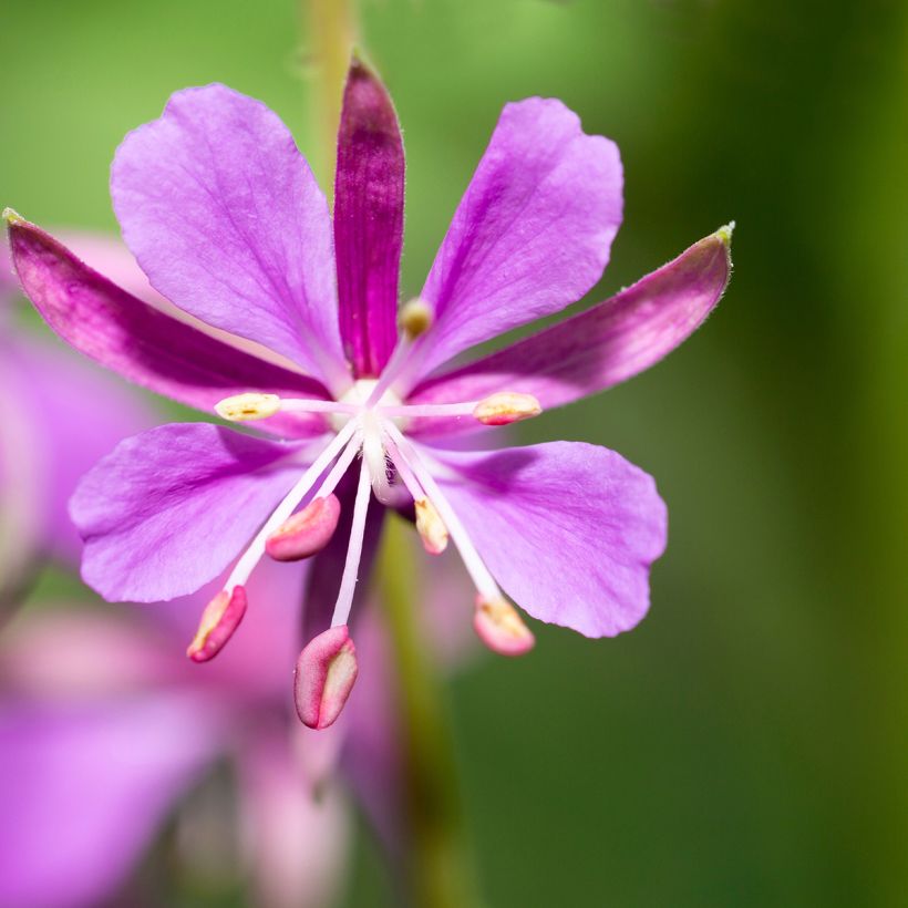 Epilobium angustifolium - Wilgenroosje (Bloei)