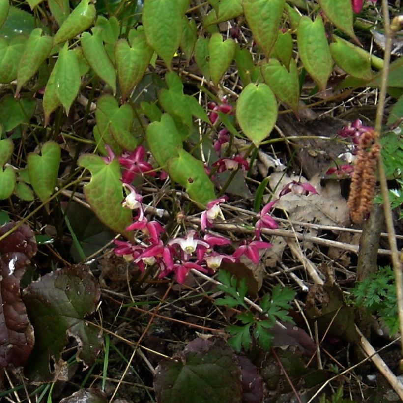 Epimedium alpinum - Elfenbloem (Groeiplaats)