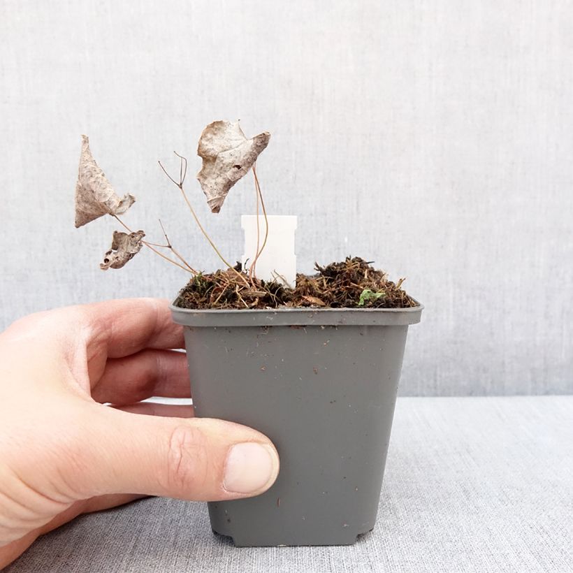 Exemplaar van Epimedium brachyrrhizum - Fleur des Elfes Godet de 8/9 cm zoals geleverd in de winter