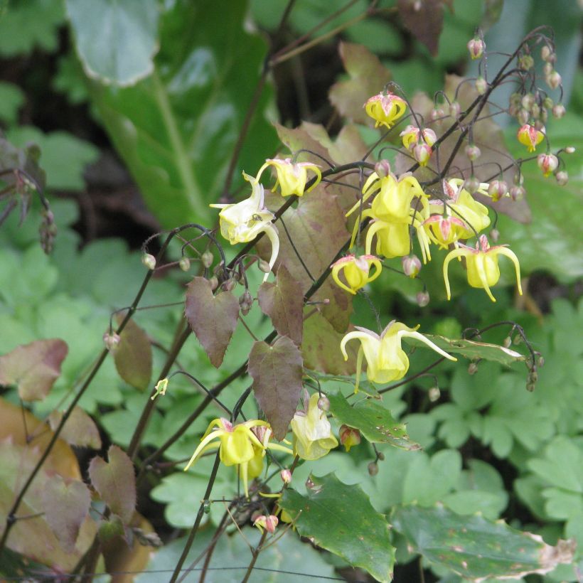 Epimedium davidii - Elfenbloem (Groeiplaats)