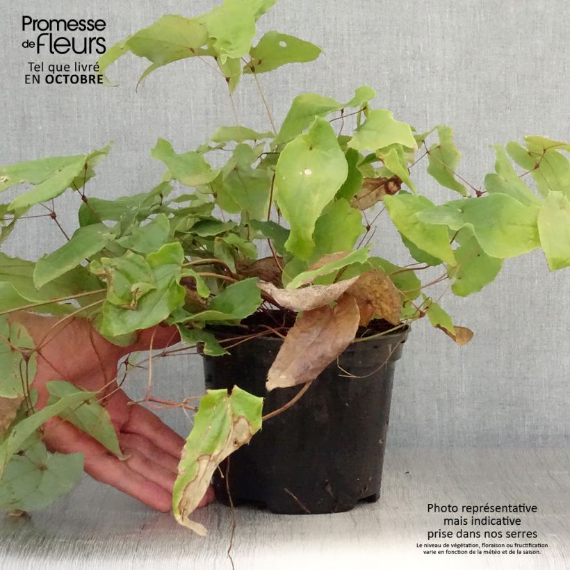 Exemplaar van Epimedium Elenwe - Elfenbloem Pot van 1,5 l/2 l zoals geleverd in de herfst