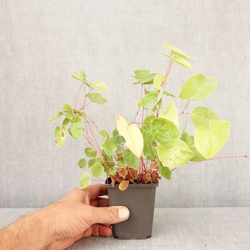 Exemplaar van Epimedium elongatum - Elfenbloem Kweekpotje van 8/9 cm zoals geleverd in de herfst