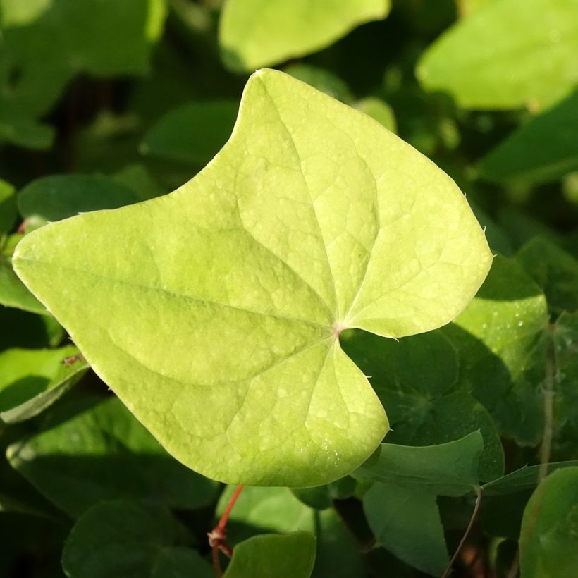 Epimedium elongatum - Elfenbloem (Blad)