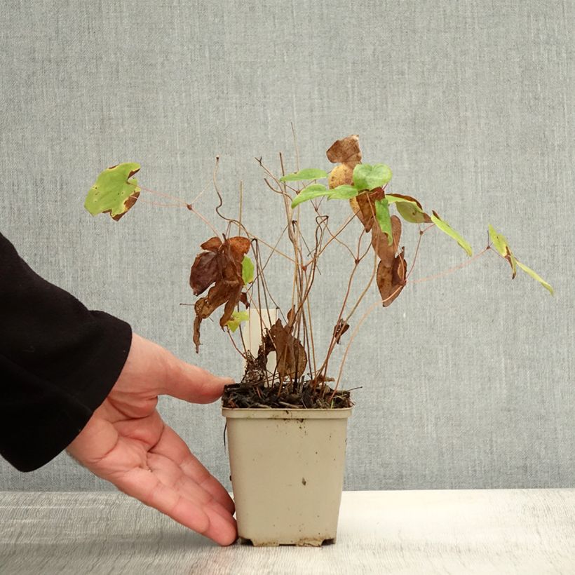 Exemplaar van Epimedium grandiflorum Beni-kujaku - Grootbloemige elfenbloem Kweekpotje van 8/9 cm zoals geleverd in de herfst