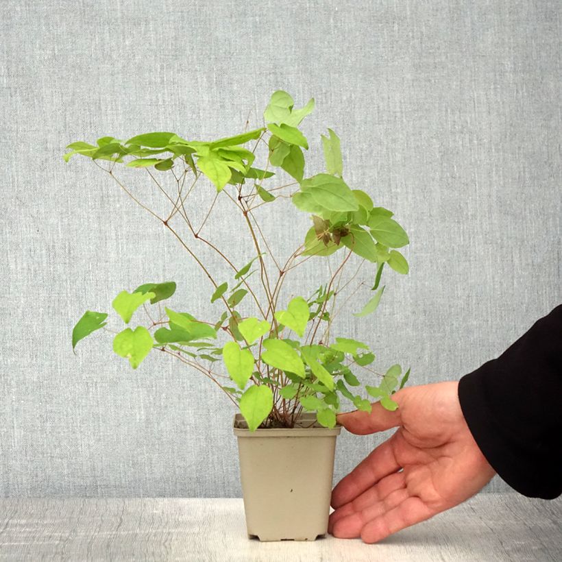 Exemplaar van Epimedium grandiflorum Beni-kujaku - Grootbloemige elfenbloem Kweekpotje van 8/9 cm zoals geleverd in de lente