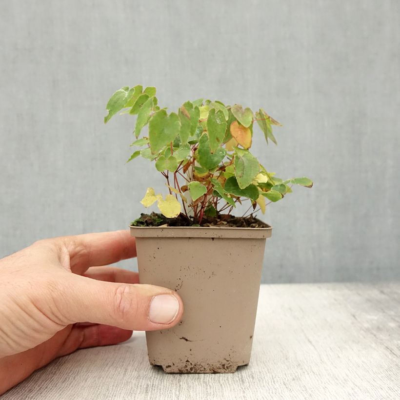Exemplaar van Epimedium grandiflorum Shiho - Grootbloemige elfenbloem Kweekpotje van 8/9 cm zoals geleverd in de herfst