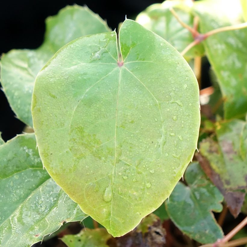 Epimedium Pretty in Pink - Grootbloemige elfenbloem (Blad)