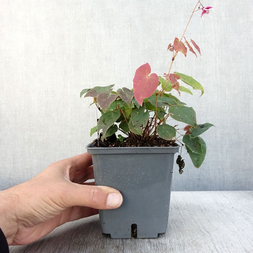 Exemplaar van Epimedium hybride Pretty in Pink - Fleur des Elfes Pot de 1L/1,5L zoals geleverd in de herfst