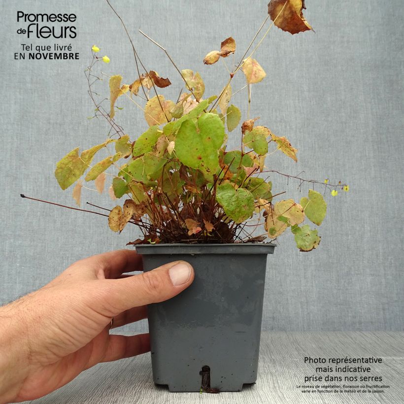 Exemplaar van Epimedium Sunny and Share - Elfenbloem Pot van 1 l/1,5 l zoals geleverd in de herfst
