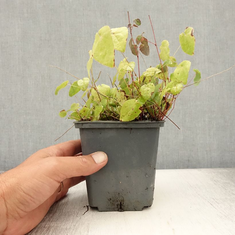 Exemplaar van Epimedium Sunny and Share - Elfenbloem Pot van 1 l/1,5 l zoals geleverd in de zomer