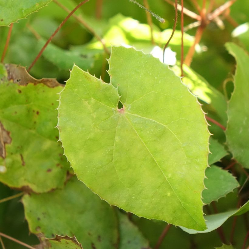 Epimedium Sunny and Share - Elfenbloem (Blad)