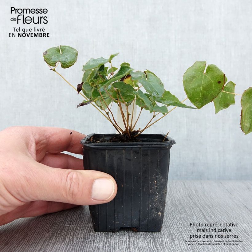 Exemplaar van Epimedium perralderianum - Elfenbloem Kweekpotje van 8/9 cm zoals geleverd in de herfst
