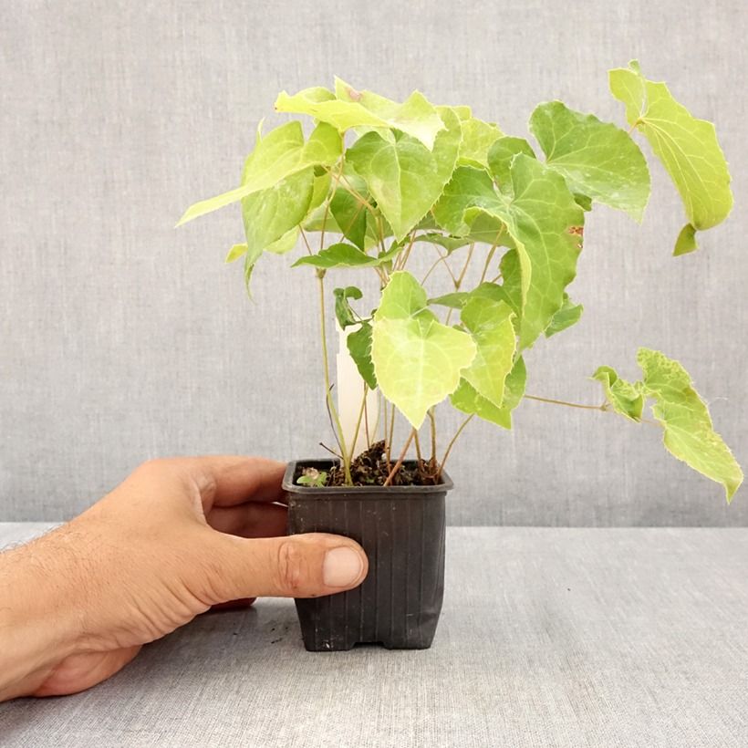 Exemplaar van Epimedium perralderianum - Elfenbloem Kweekpotje van 8/9 cm zoals geleverd in de zomer