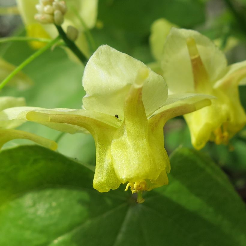 Epimedium pinnatum - Elfenbloem (Bloei)